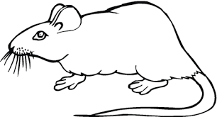 Coloring rat with mustache